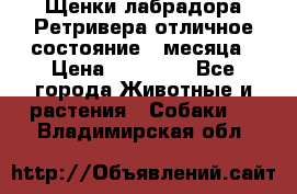 Щенки лабрадора Ретривера отличное состояние 2 месяца › Цена ­ 30 000 - Все города Животные и растения » Собаки   . Владимирская обл.